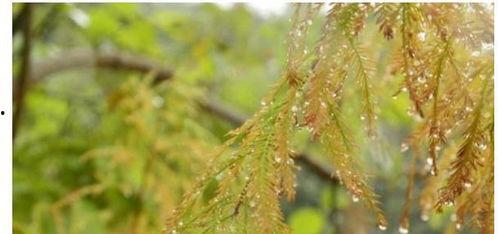 夏季雨,探寻夏季降雨的奥秘与魅力